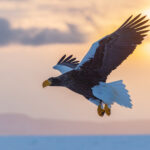 Backlit Steller’s Sea Eagle at dawn at Rausu (Image by Mike Watson)