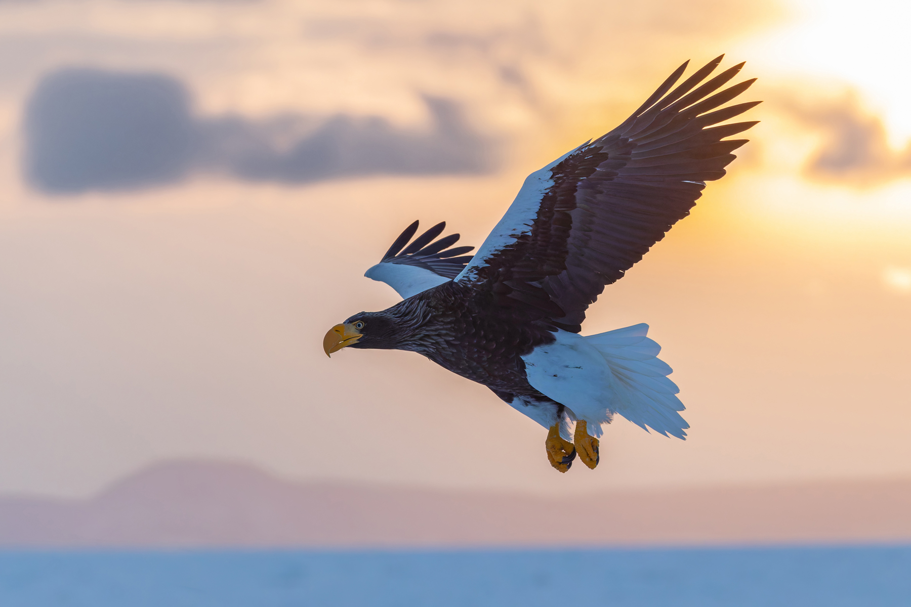 Backlit Steller’s Sea Eagle at dawn at Rausu (Image by Mike Watson)