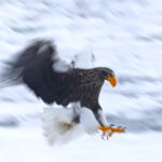 Steller’s Sea Eagle blur Steller's Sea Eagle blur Japan Mike Watson