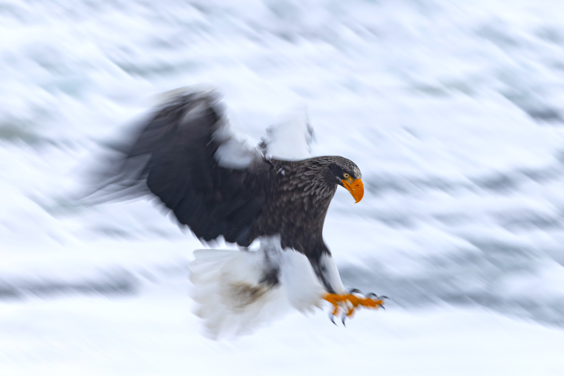 Steller’s Sea Eagle blur Steller's Sea Eagle blur Japan Mike Watson