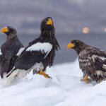 Steller’s Sea Eagles with lights of Rausu in the distance (Image by Mike Watson)