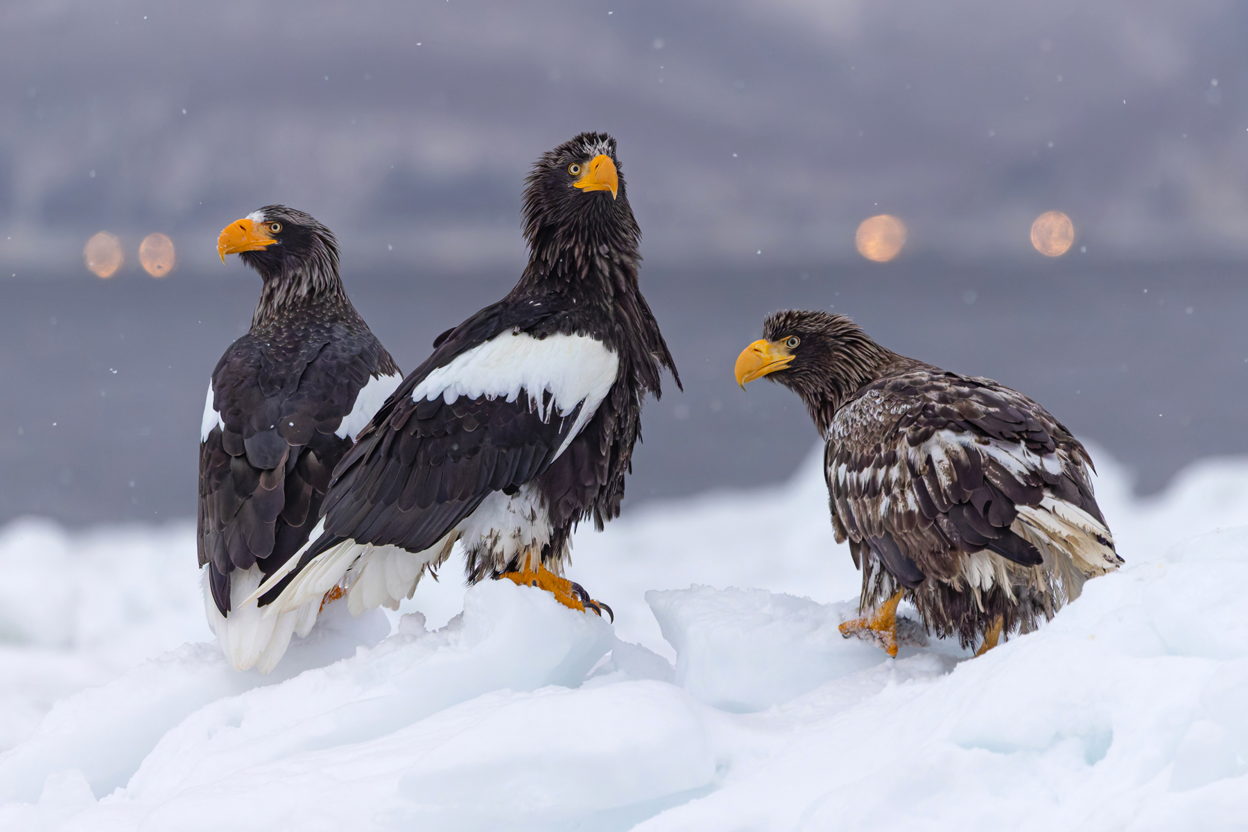 Steller’s Sea Eagles with lights of Rausu in the distance (Image by Mike Watson)