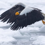 Cloak-like wings give this Steller’s Sea Eagle a sinister appearance (Image by Mike Watson)