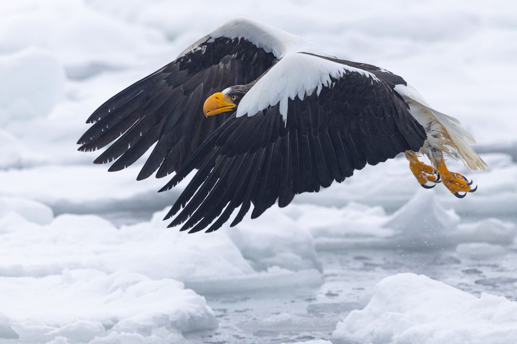 Cloak-like wings give this Steller’s Sea Eagle a sinister appearance (Image by Mike Watson)