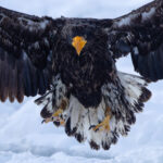 Young Steller’s Sea Eagles look even more menacing than the striking adults (Image by Mike Watson)