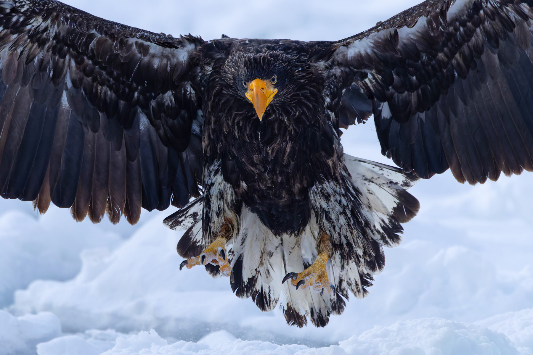 Young Steller’s Sea Eagles look even more menacing than the striking adults (Image by Mike Watson)