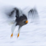 Steller’s Sea Eagle extreme motion blur (Image by Mike Watson)