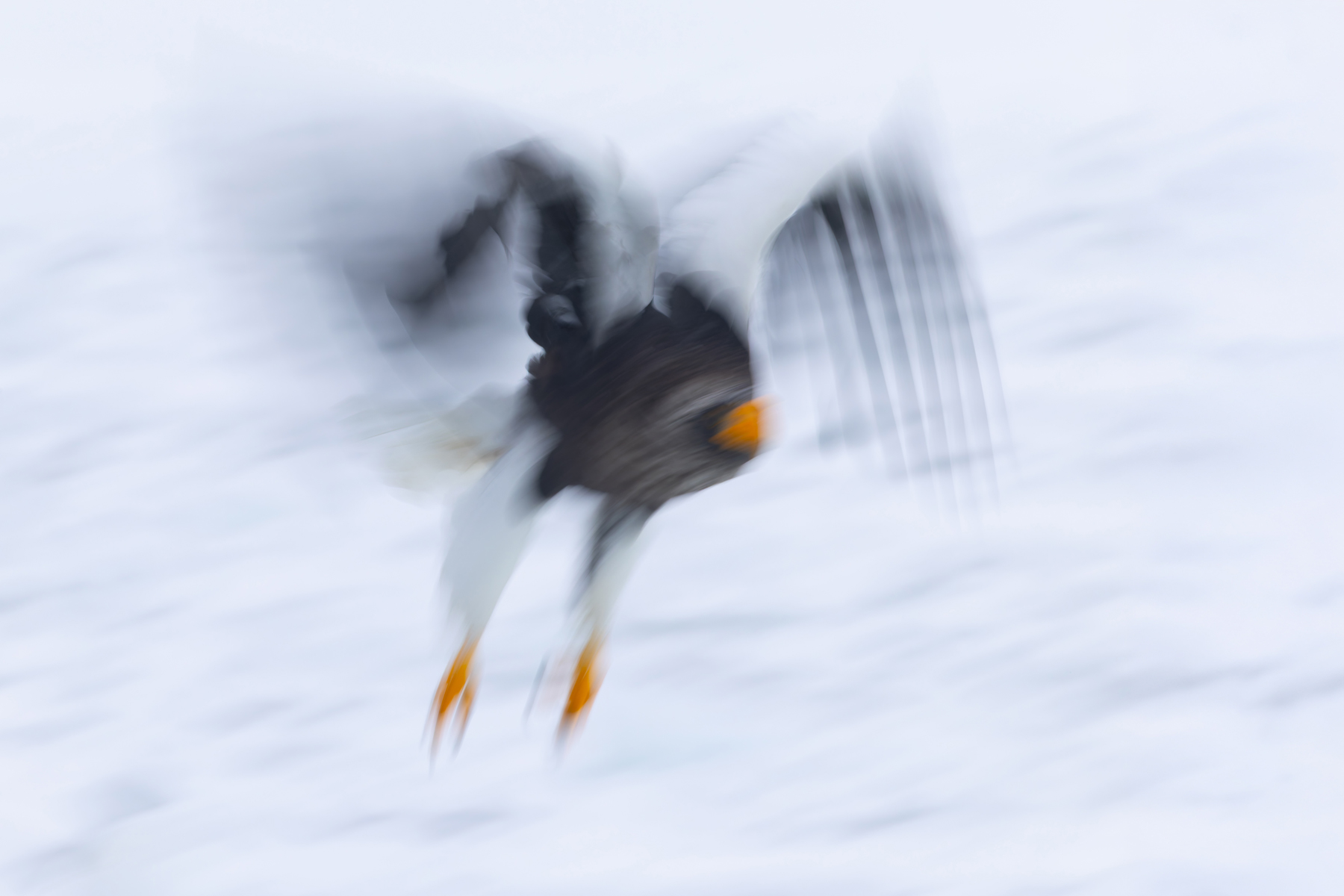 Steller’s Sea Eagle extreme motion blur (Image by Mike Watson)