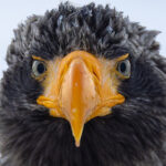 Gaze into the eyes of a Steller’s Sea Eagle (Image by Mike Watson)