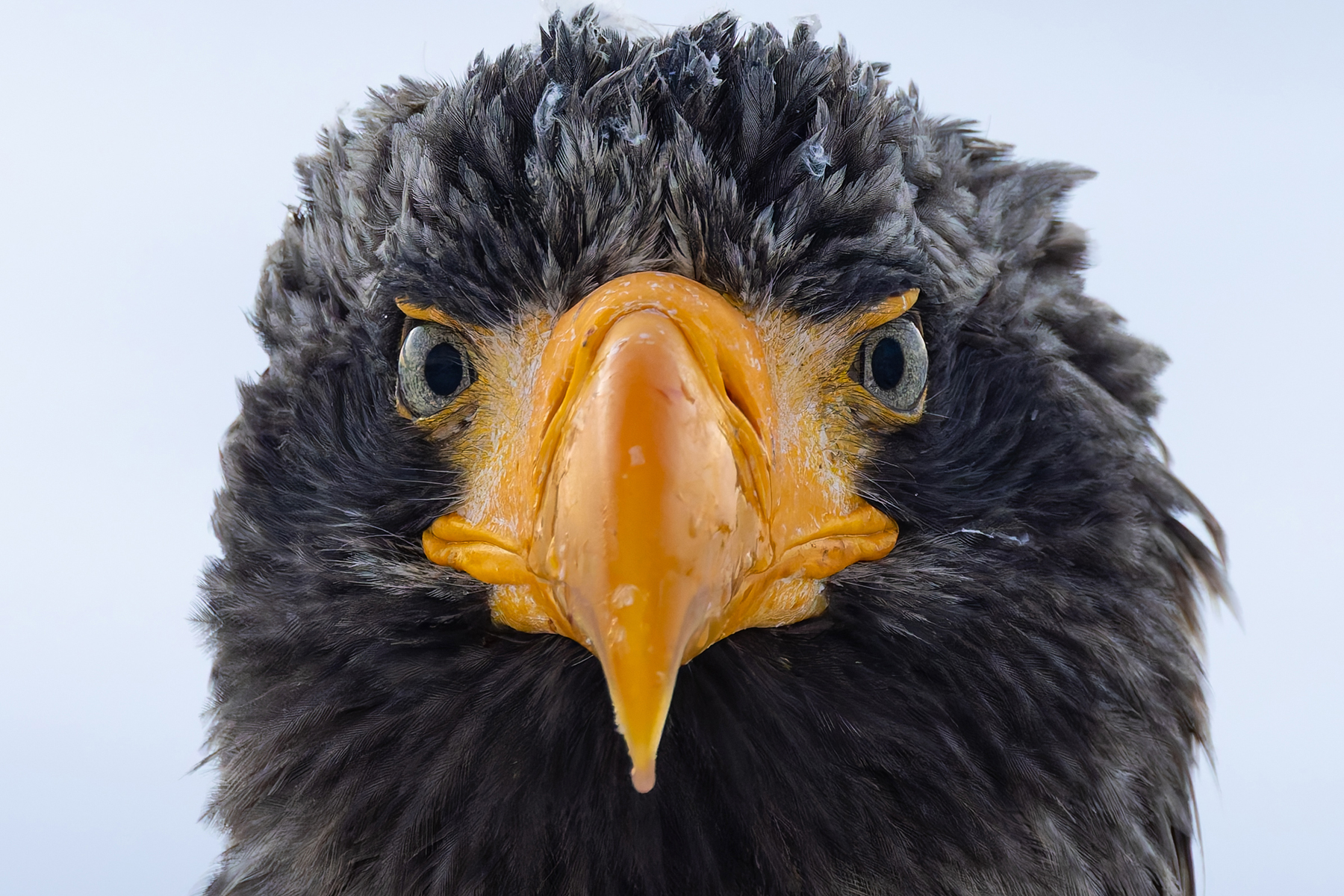 Gaze into the eyes of a Steller’s Sea Eagle (Image by Mike Watson)