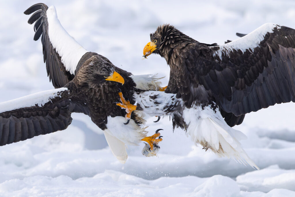 Steller’s Sea Eagles fight over a fish breakfast (Image by Mike Watson)