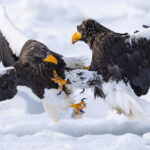 Steller’s Sea Eagles fight over a fish breakfast (Image by Mike Watson)