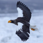 Steller’s Sea Eagle in flight (Image by Mike Watson)
