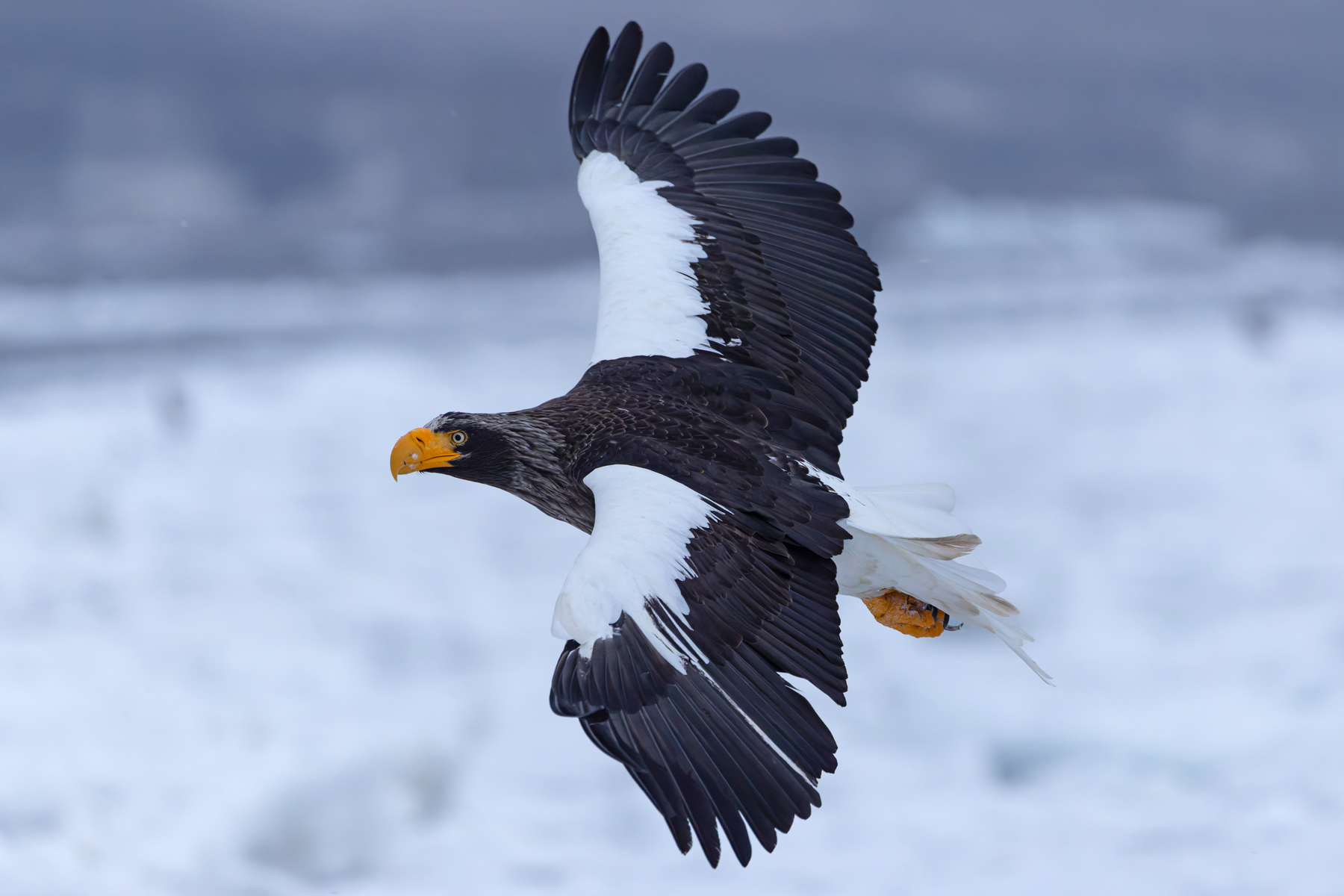 Steller’s Sea Eagle in flight (Image by Mike Watson)
