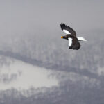 Steller’s Sea Eagle has a unique and very odd profile (Image by Mike Watson)