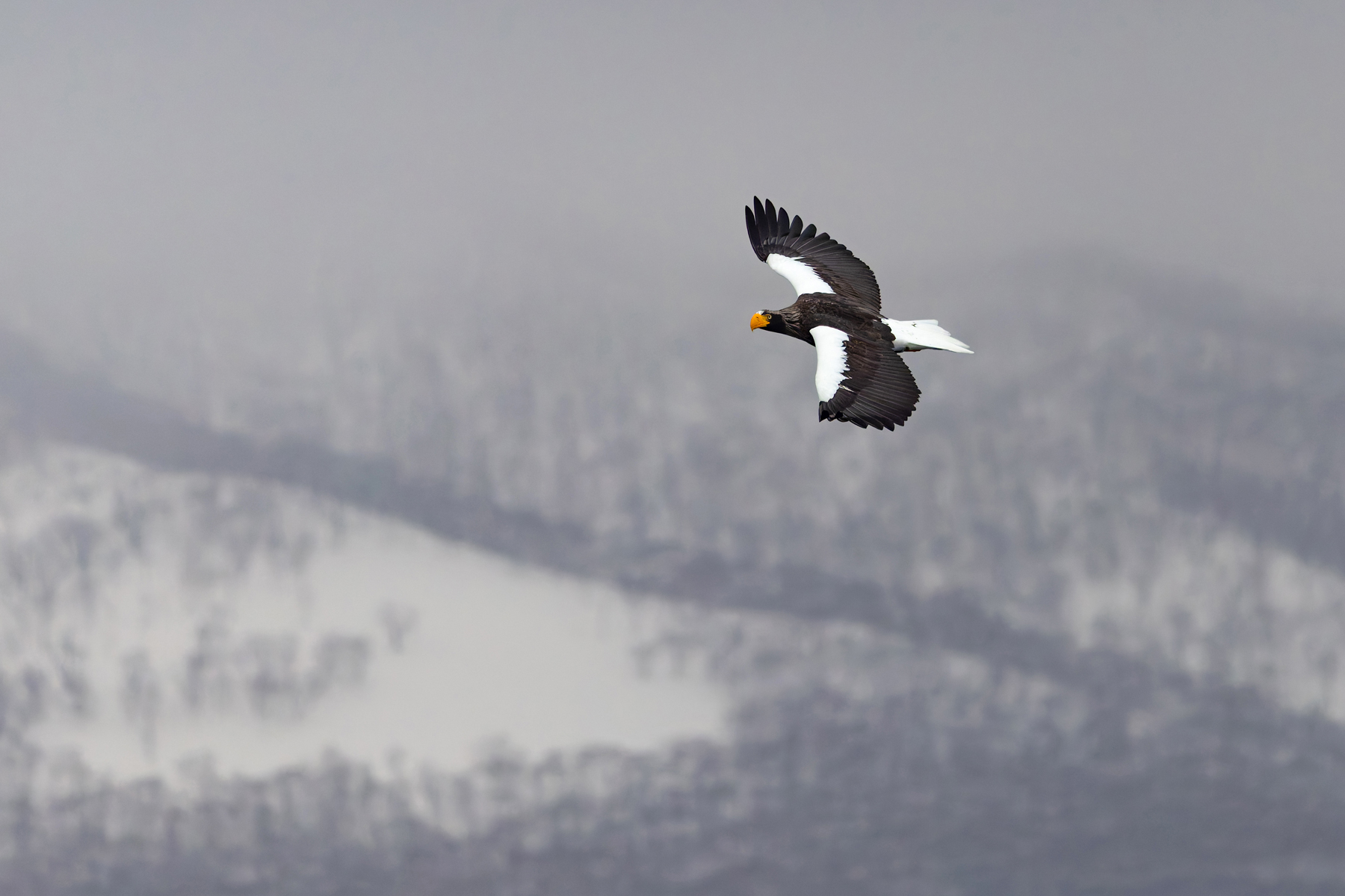 Steller’s Sea Eagle has a unique and very odd profile (Image by Mike Watson)