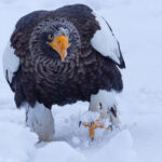 Steller’s Sea Eagle stomps towards us (Image by Mike Watson)