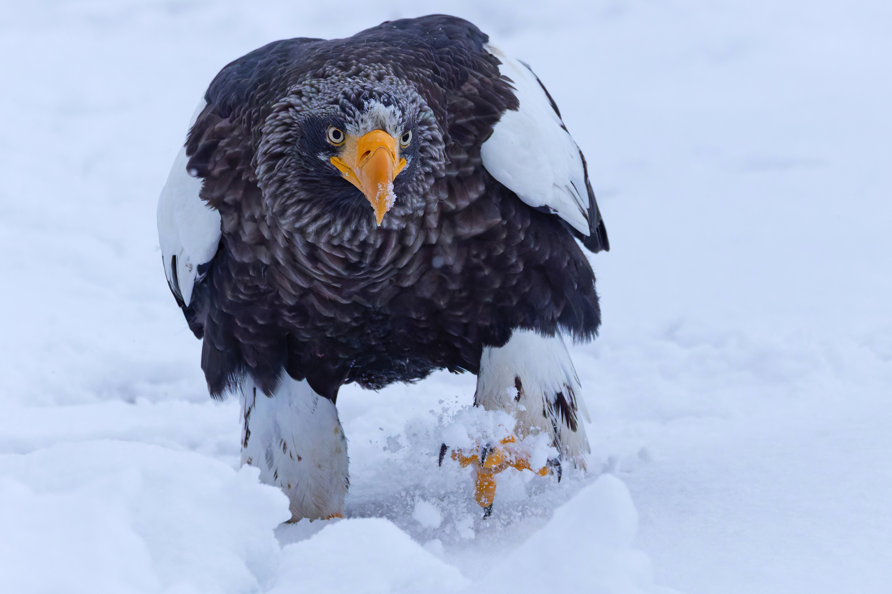 Steller’s Sea Eagle stomps towards us (Image by Mike Watson)