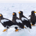 Magnificent Steller’s Sea Eagles minus one (Image by Mike Watson)
