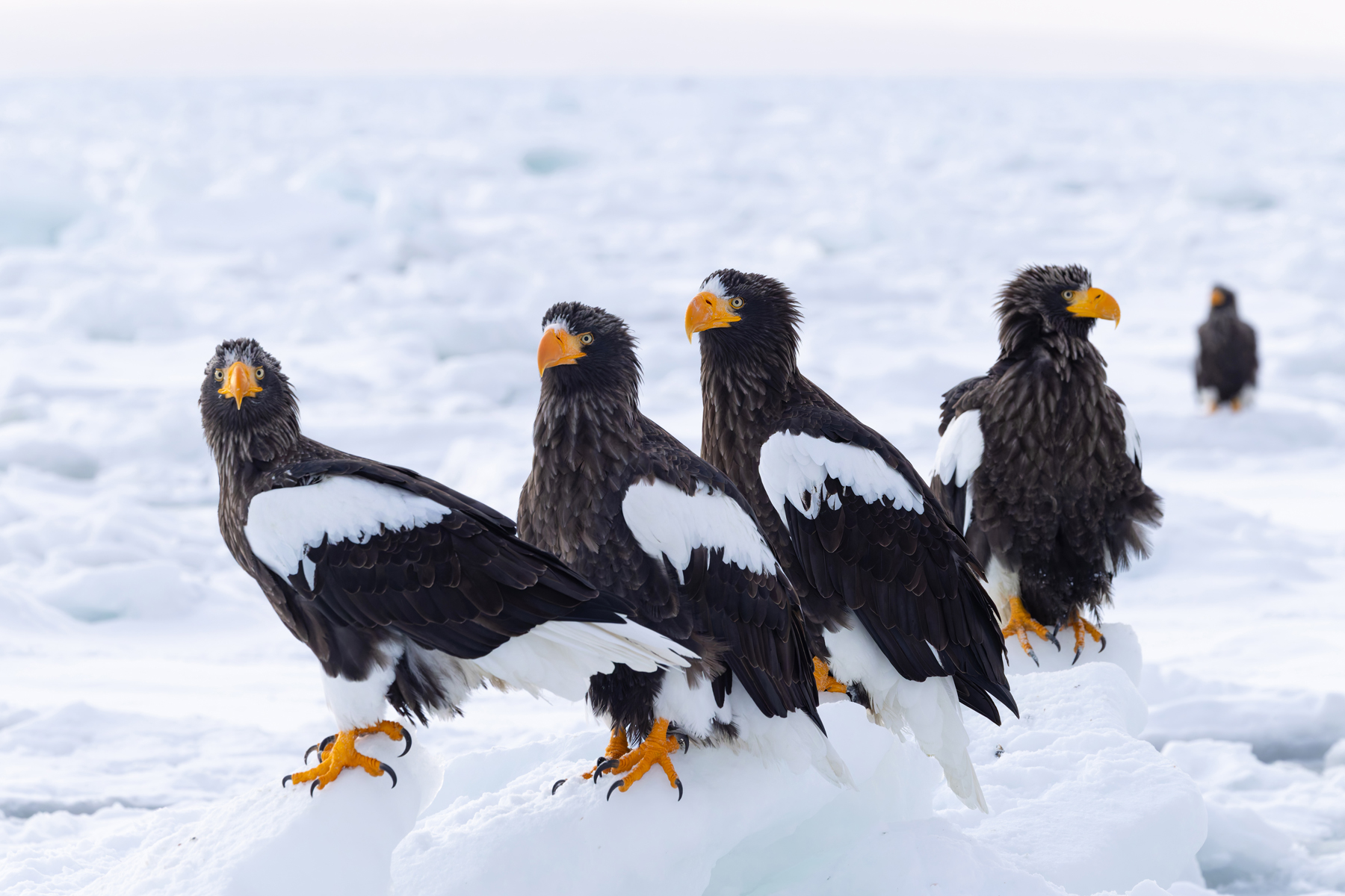 Magnificent Steller’s Sea Eagles minus one (Image by Mike Watson)