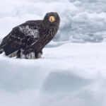 Hunched young Steller’s Sea Eagle (Image by Mike Watson)