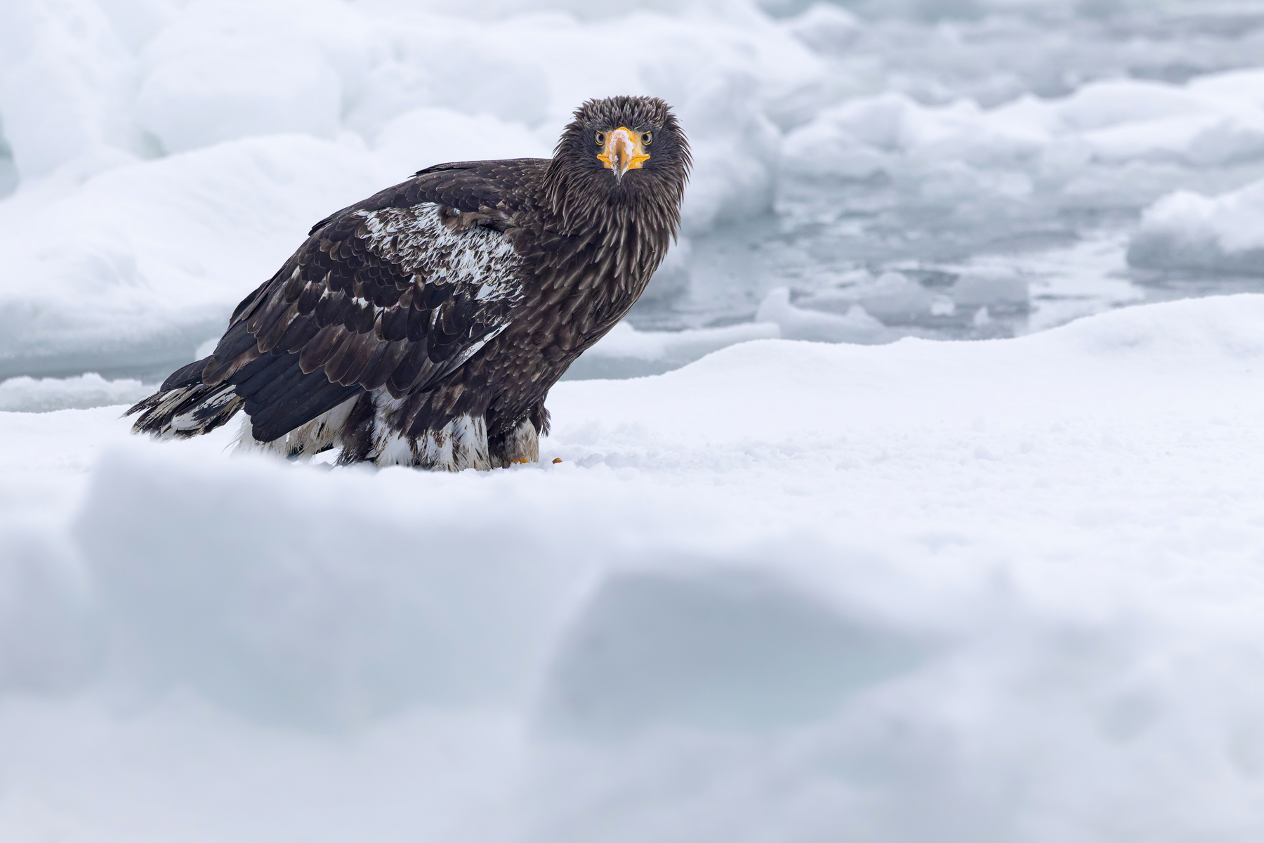 Hunched young Steller’s Sea Eagle (Image by Mike Watson)