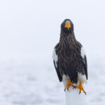 Pinnacles in the sea ice were much loved by the Steller’s Sea Eagles (Image by Mike Watson)