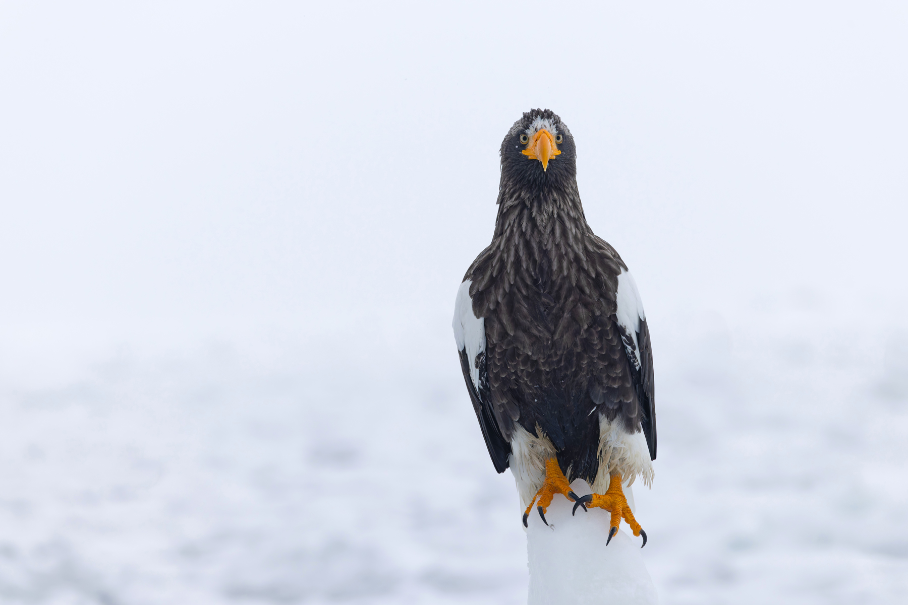 Pinnacles in the sea ice were much loved by the Steller’s Sea Eagles (Image by Mike Watson)