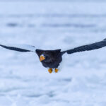 Incoming Steller’s Sea Eagle (Image by Mike Watson)