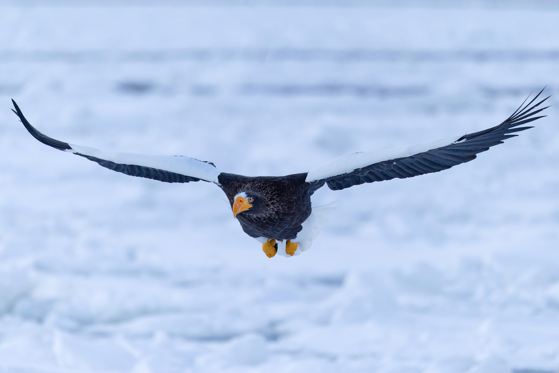 Incoming Steller’s Sea Eagle (Image by Mike Watson)