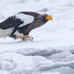 Steller’s Sea Eagle intense stare (Image by Mike Watson)