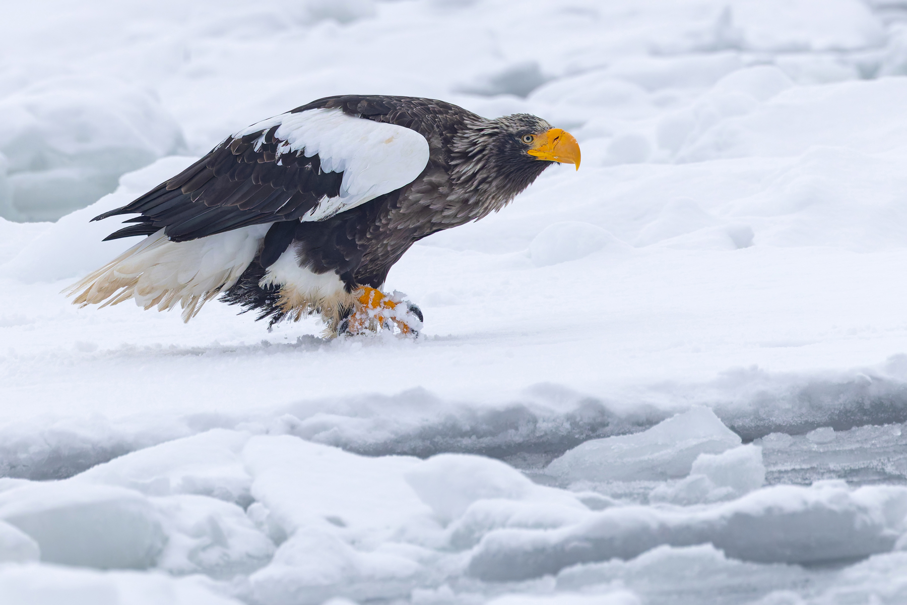 Steller’s Sea Eagle intense stare (Image by Mike Watson)