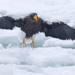 Steller’s Sea Eagle kicking up snow (Image by Mike Watson)