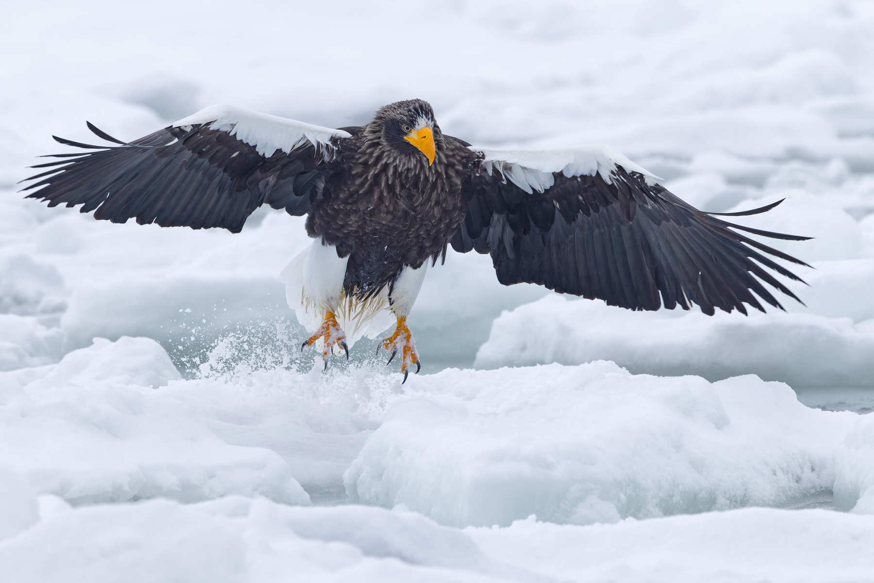 Steller’s Sea Eagle kicking up snow (Image by Mike Watson)