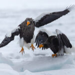 Steller’s Sea Eagle gets a little nudge (Image by Mike Watson)