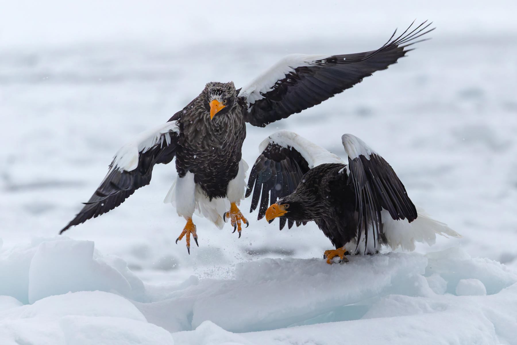Steller’s Sea Eagle gets a little nudge (Image by Mike Watson)