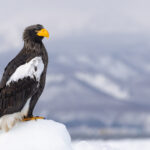 Steller’s Sea Eagle profile (Image by Mike Watson)