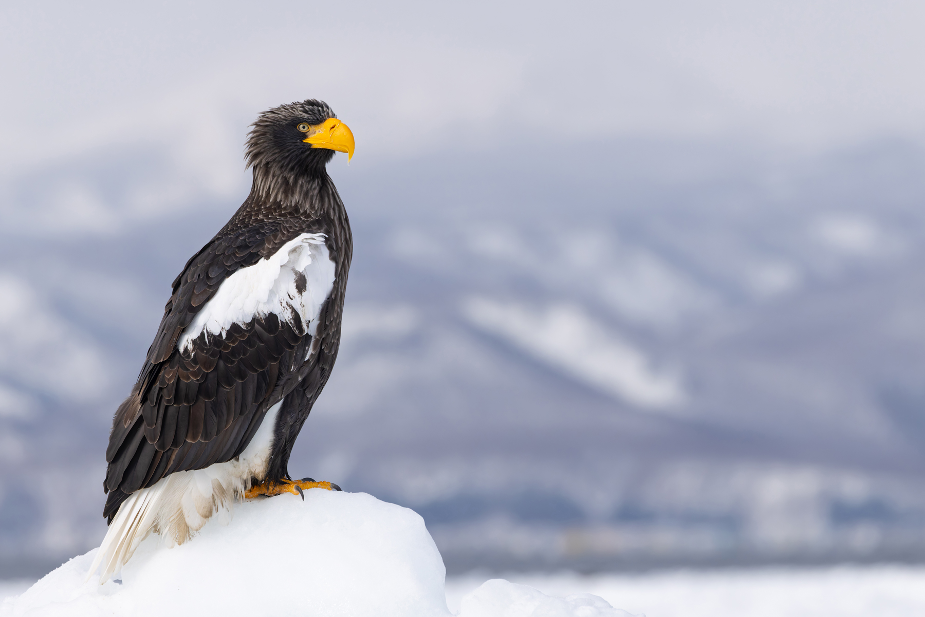 Steller’s Sea Eagle profile (Image by Mike Watson)