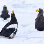 A small group of Steller’s Sea Eagles (Image by Mike Watson)
