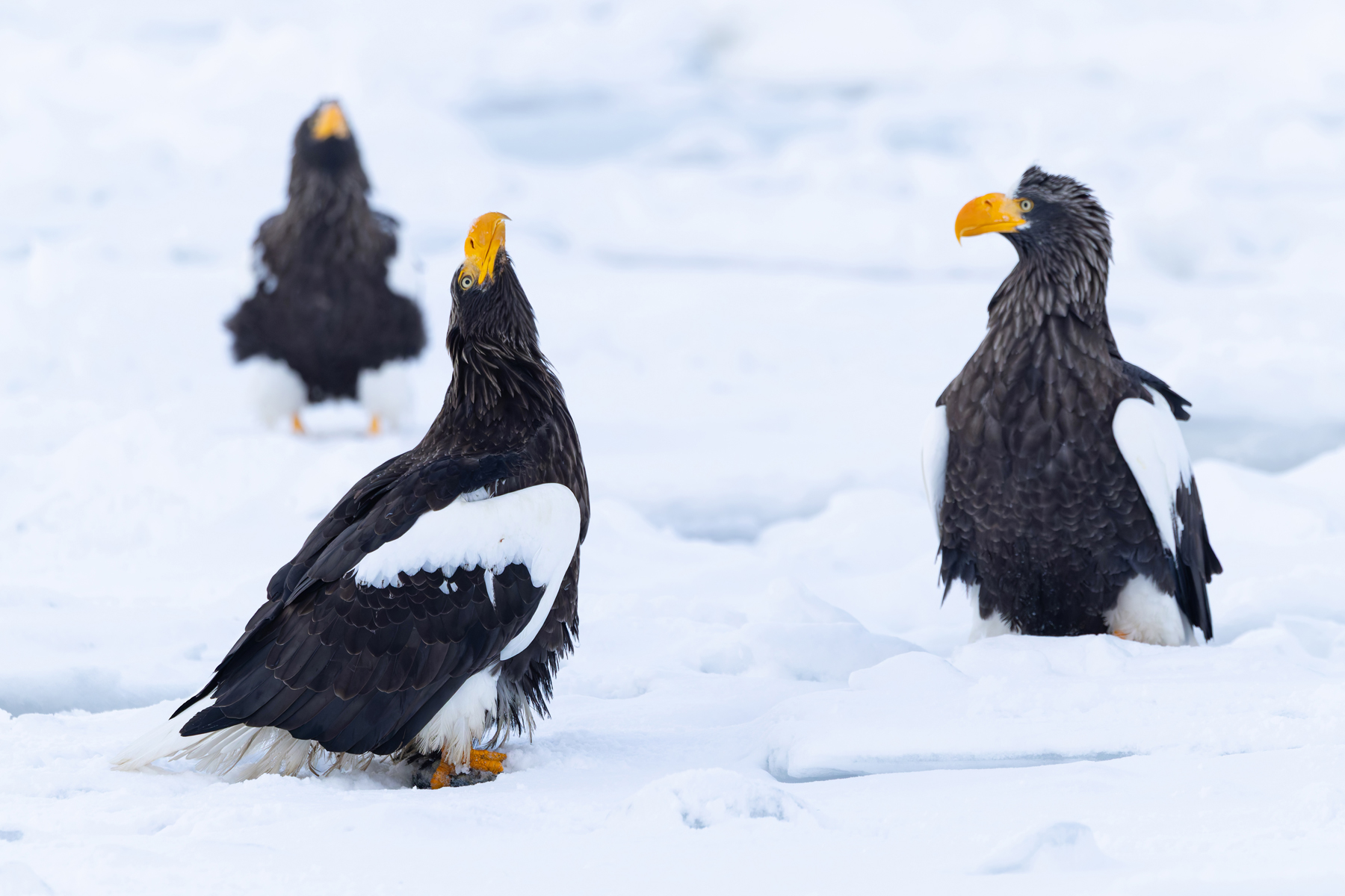 A small group of Steller’s Sea Eagles (Image by Mike Watson)