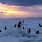 Steller’s Sea Eagle dawn on the ice (Image by Mike Watson)