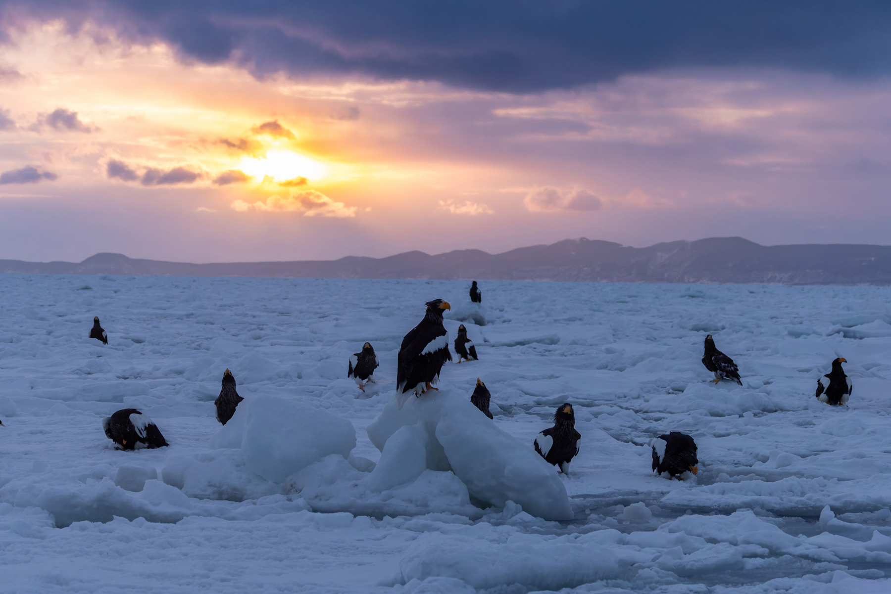 Steller’s Sea Eagle dawn on the ice (Image by Mike Watson)