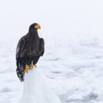 A young Steller’s Sea Eagle atop the ice pinnacle (Image by Mike Watson)