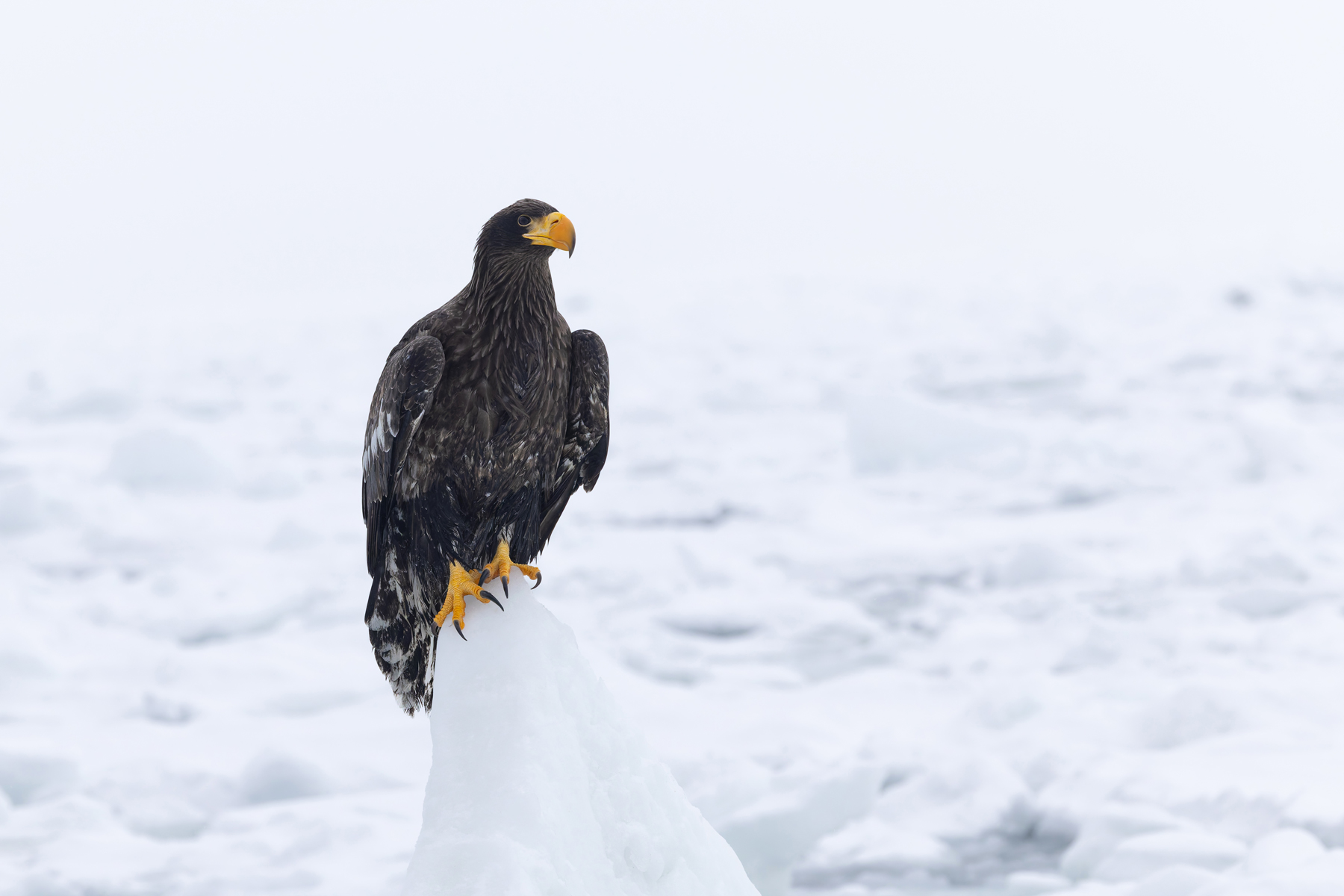 A young Steller’s Sea Eagle atop the ice pinnacle (Image by Mike Watson)