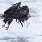 Young Steller’s Sea Eagle takes flight (Image by Mike Watson)