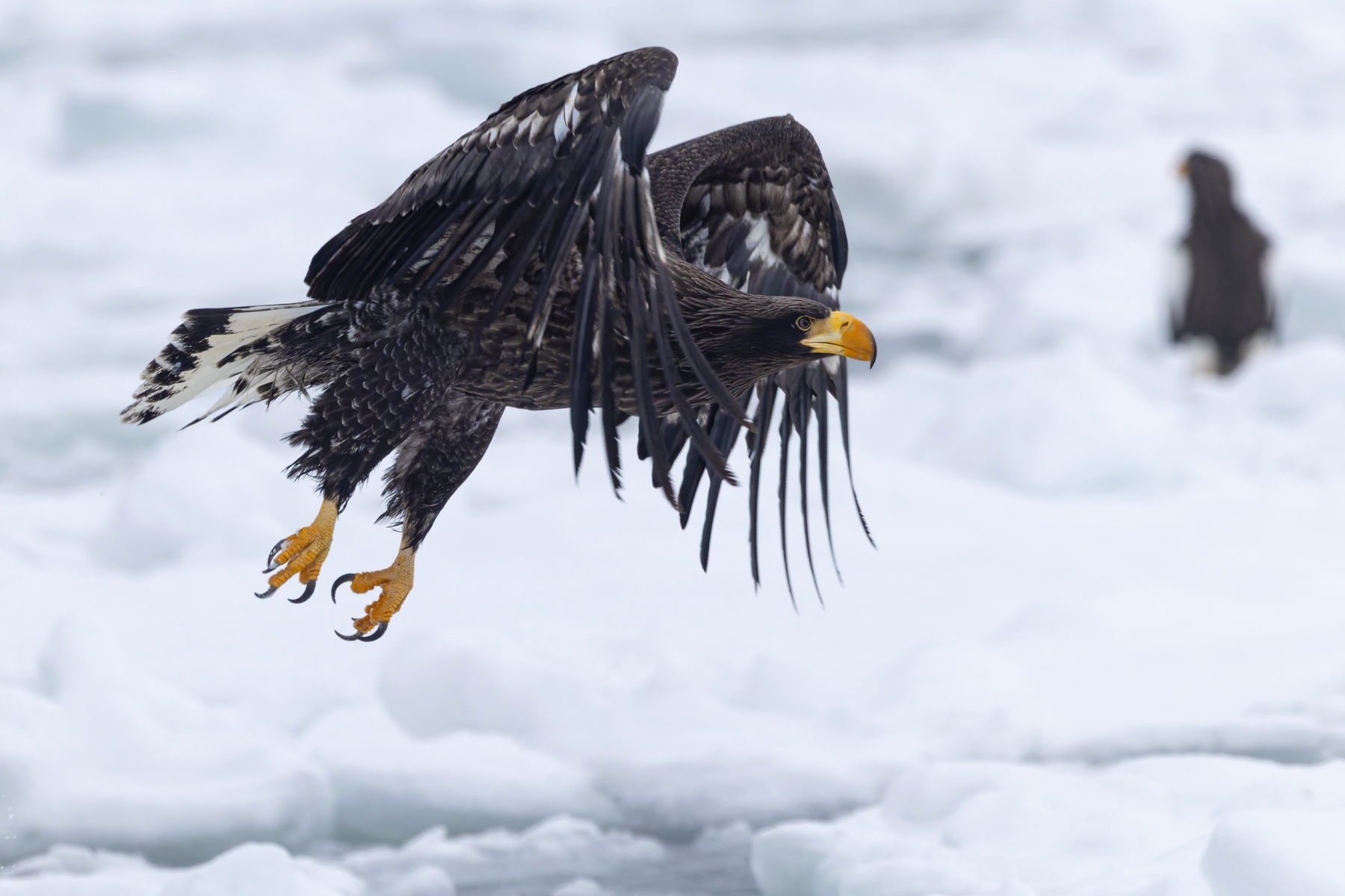 Young Steller’s Sea Eagle takes flight (Image by Mike Watson)