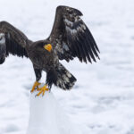 This young Steller’s Sea Eagle was dominant over most of the adults! A real menace. (Image by Mike Watson)