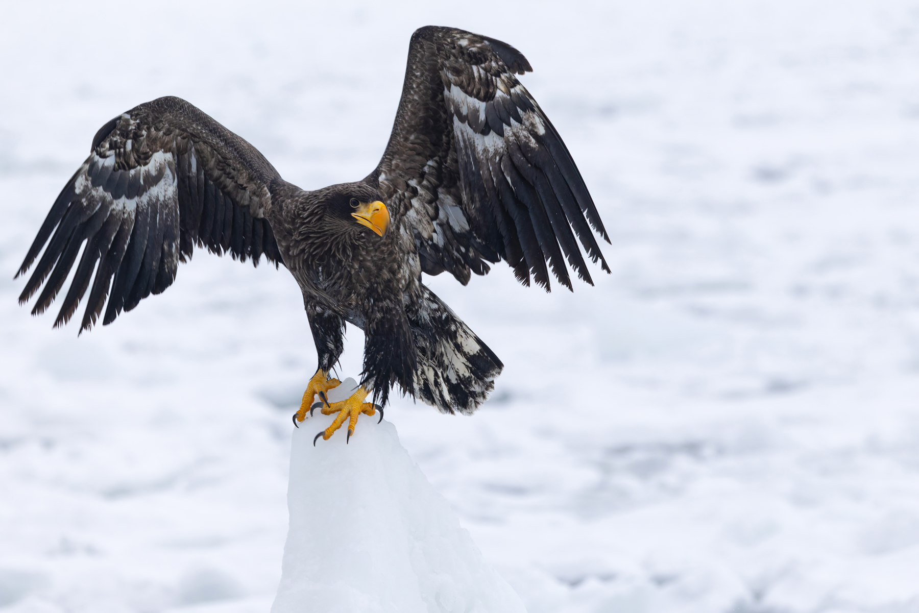 This young Steller’s Sea Eagle was dominant over most of the adults! A real menace. (Image by Mike Watson)