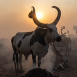 Mundari cow and sunburst (image by Inger Vandyke)