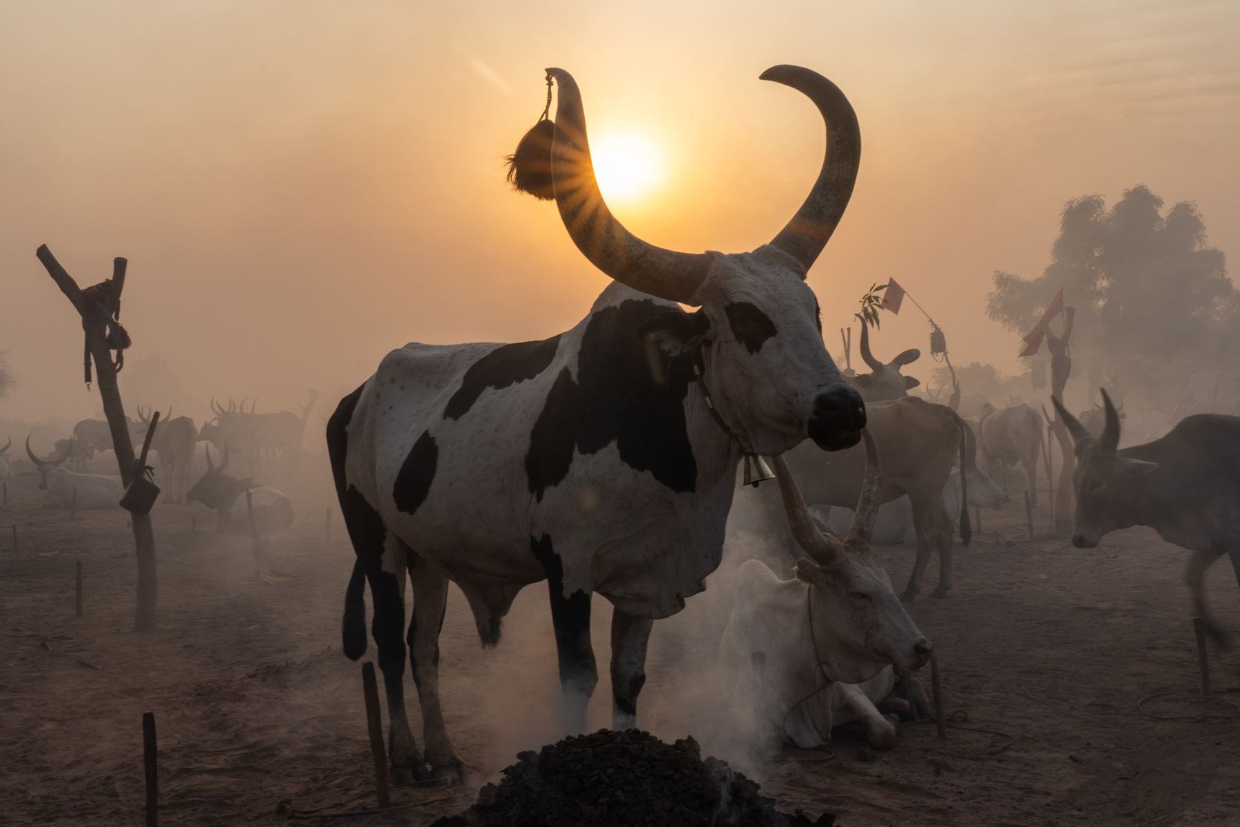 Mundari cow and sunburst (image by Inger Vandyke)